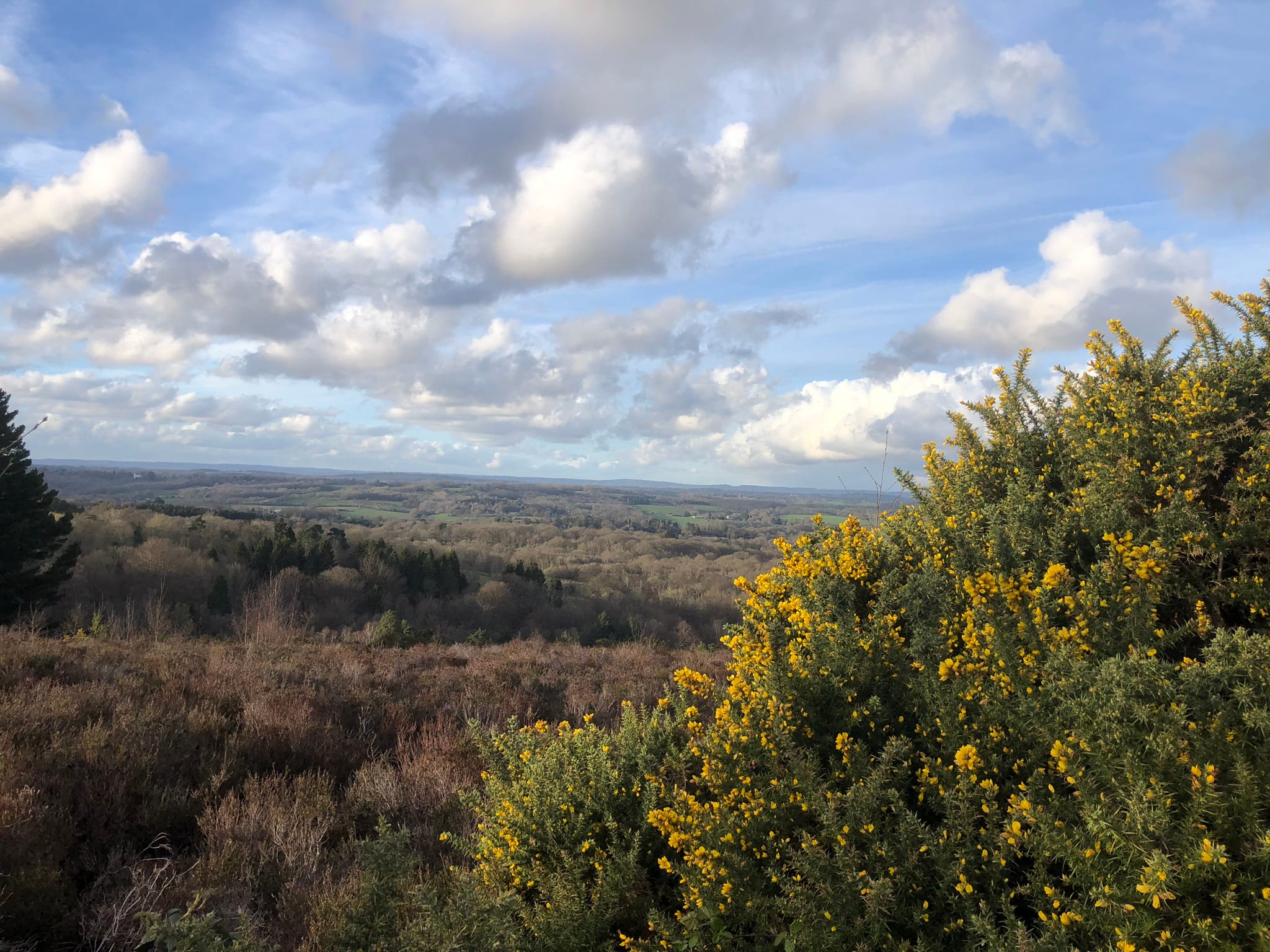 Ashdown Forest