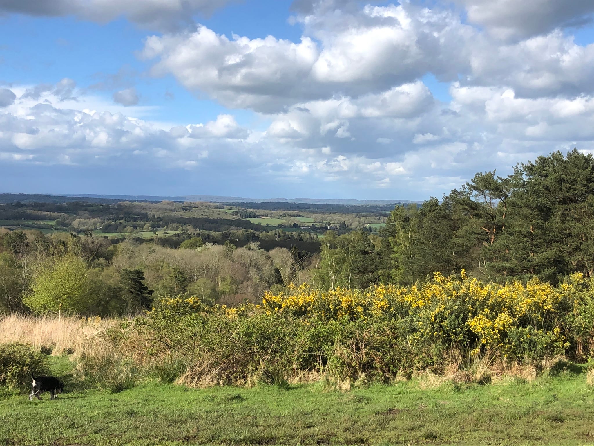 The Ashdown Forest