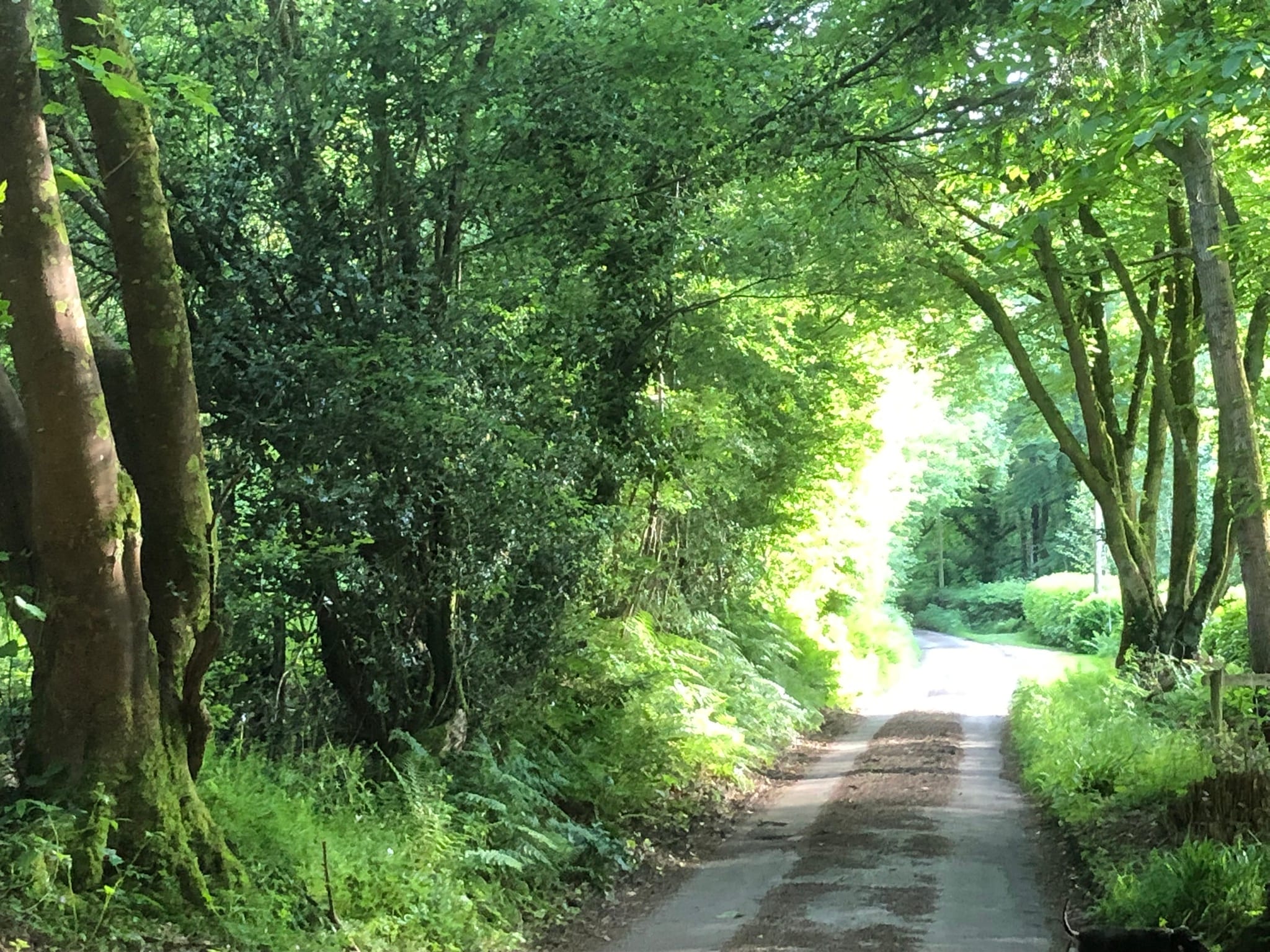 The Nest Danehill country lane