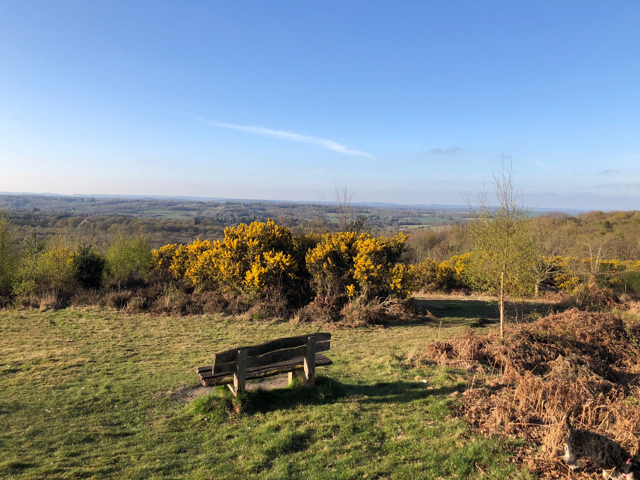 The Ashdown Forest
