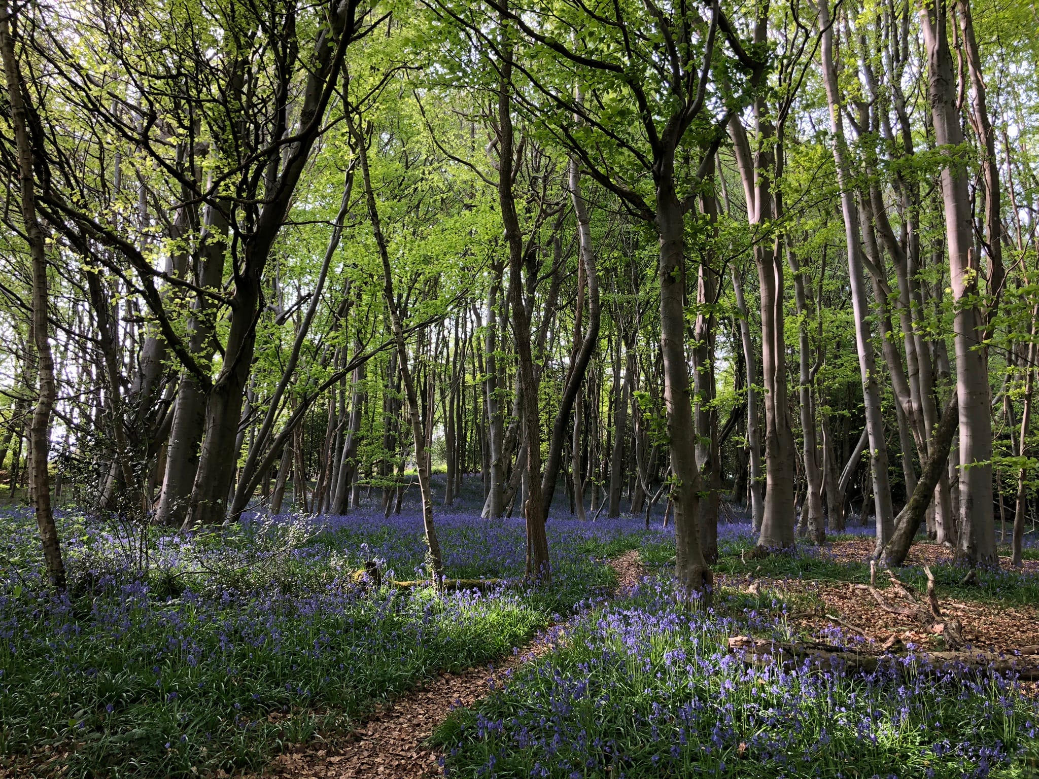 Bluebell woods by The Nest
