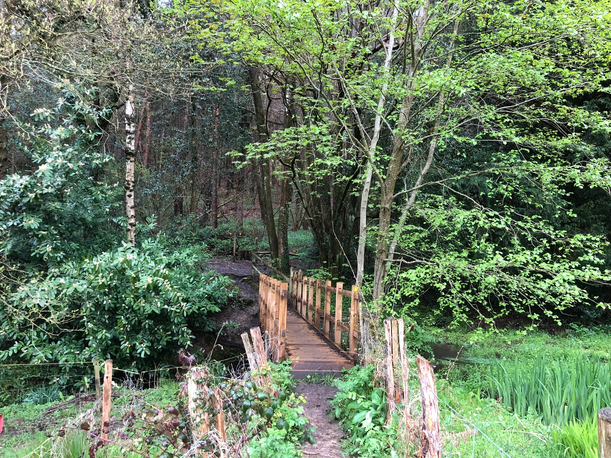 Woodland footbridge at The Nest