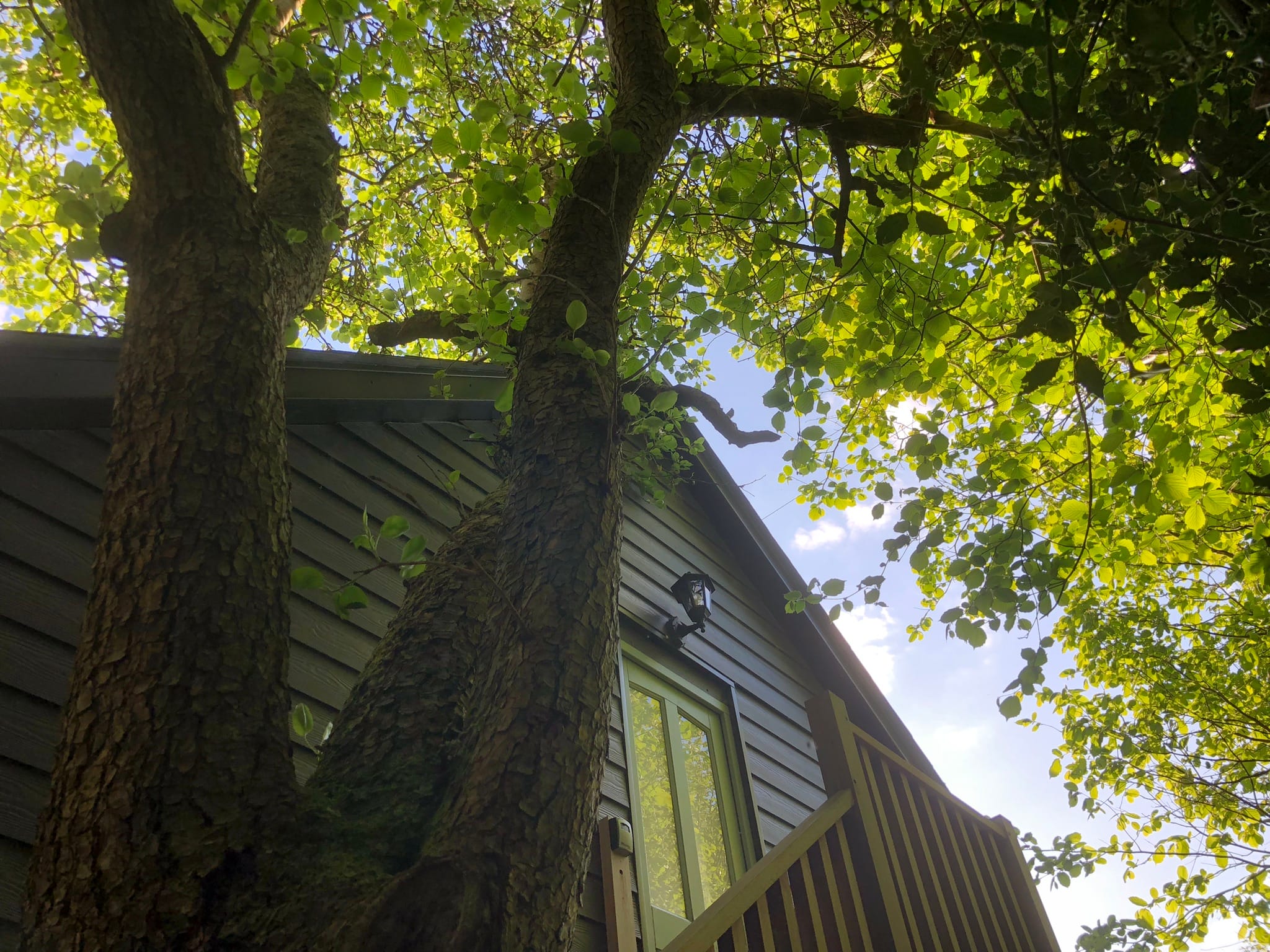 The Nest treehouse style entrance