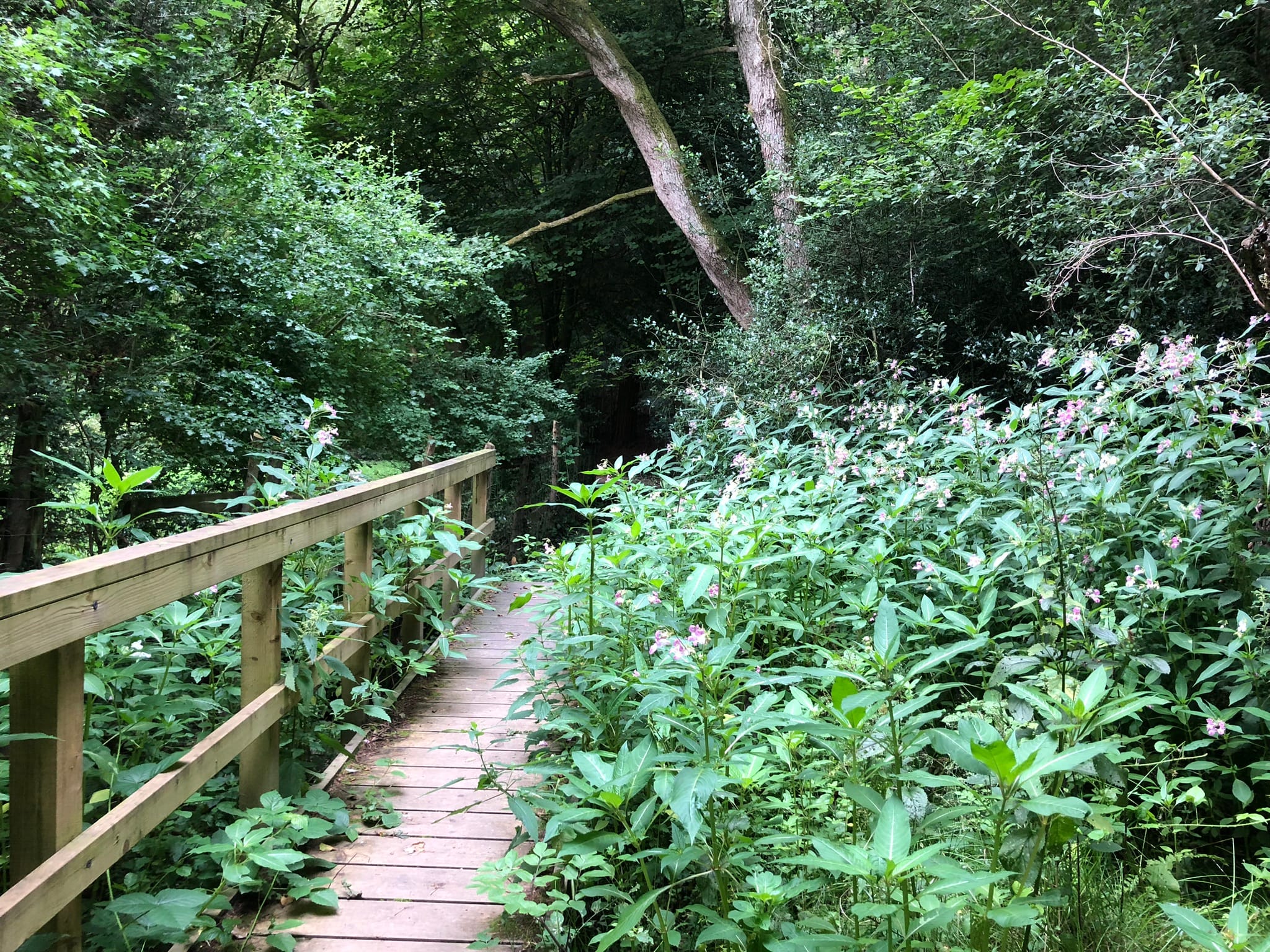 The Nest Danehill footbridge to woods