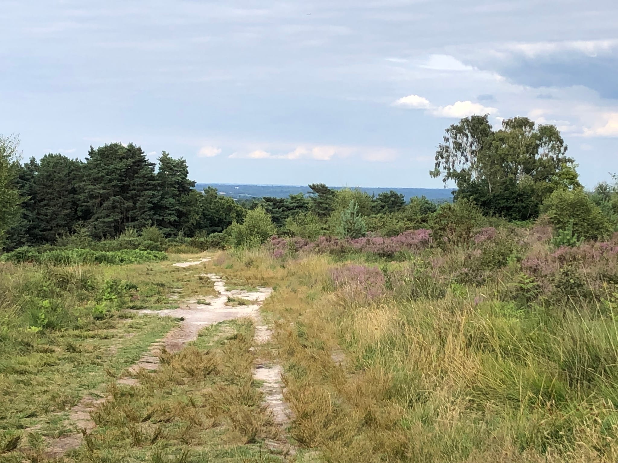 The Ashdown Forest