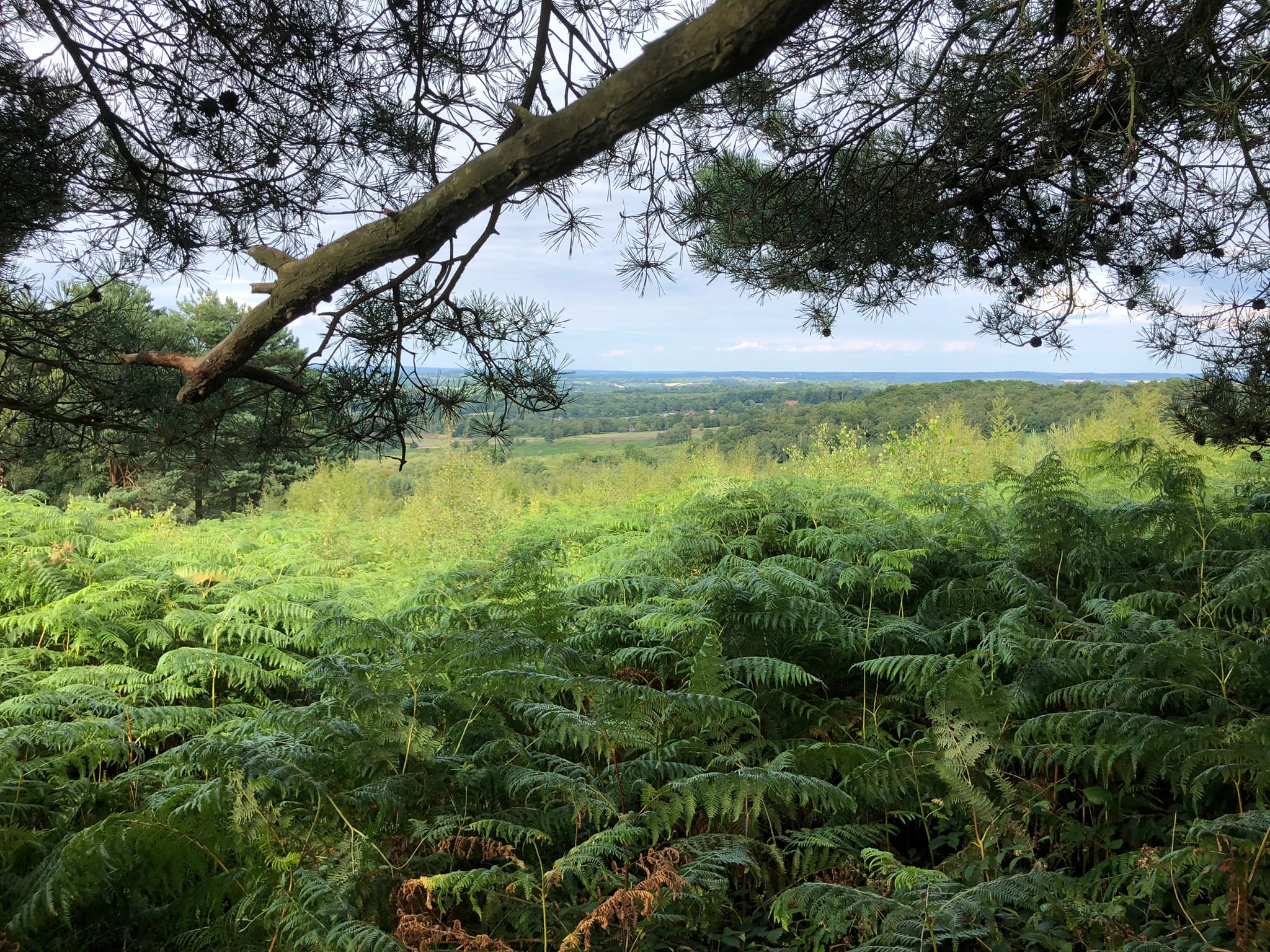 Ashdown Forest, East Sussex