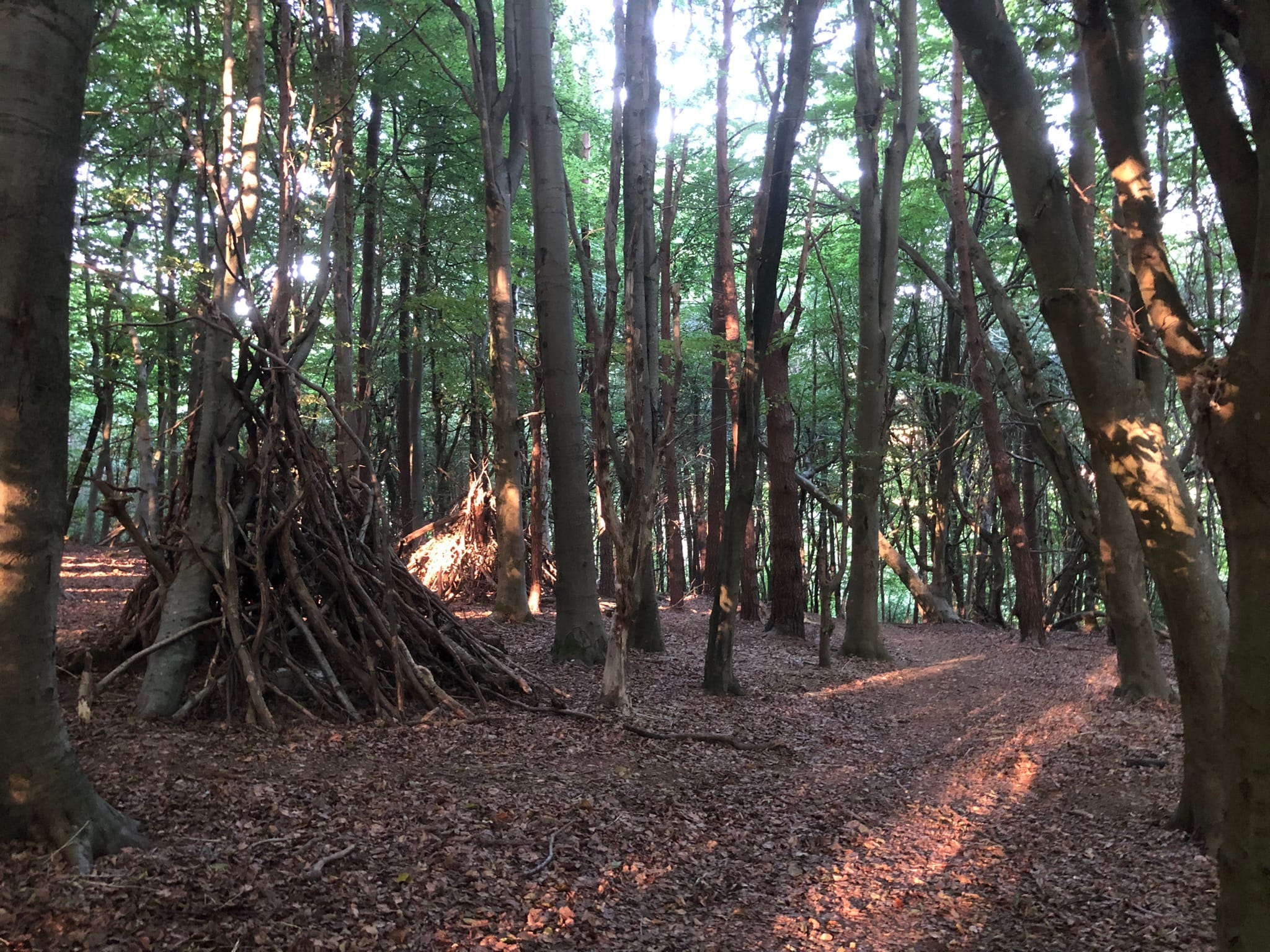 The Nest Danehill woods