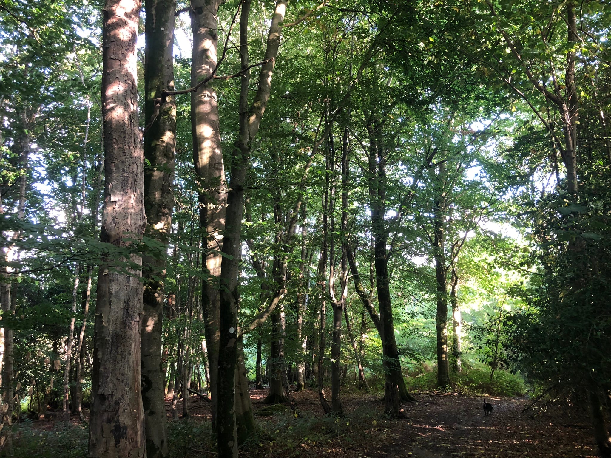 Self-Contained Holiday Cottage Accommodation In Sussex Woods opposite The Nest