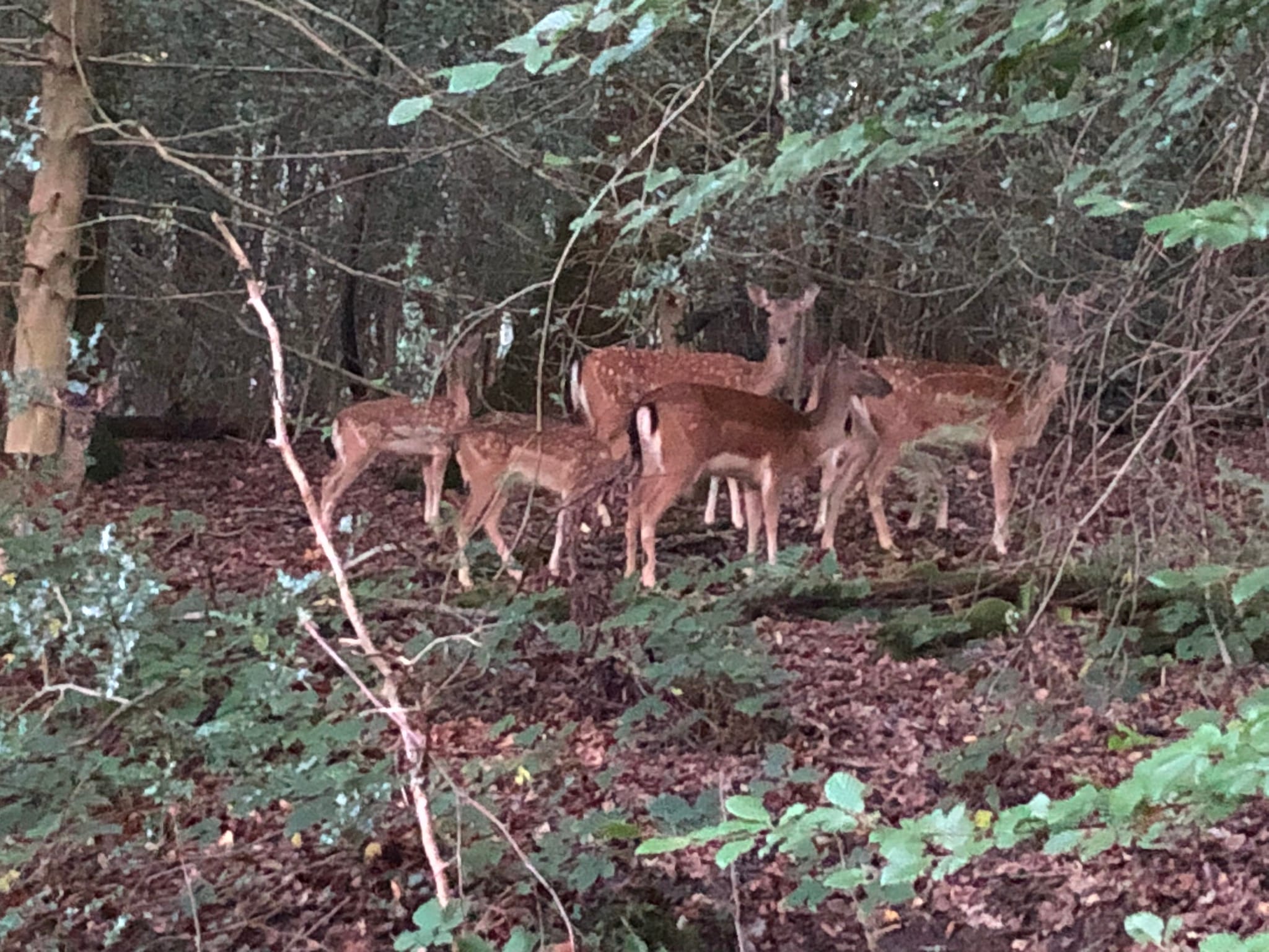 Self-Contained Holiday Cottage Accommodation In Sussex Deer in the woods by The Nest