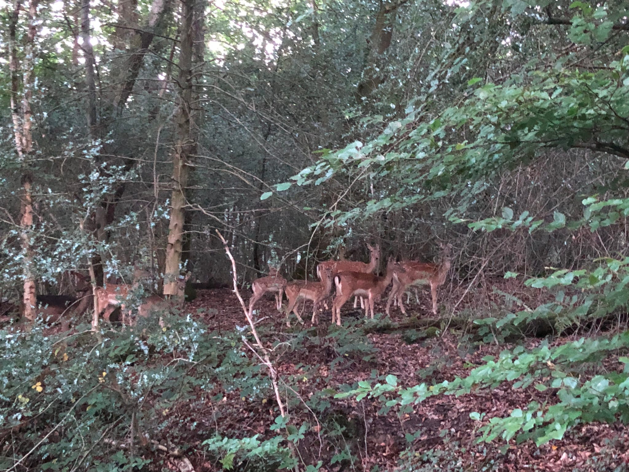 Self-Contained Holiday Cottage Accommodation In Sussex Self-Contained Holiday Cottage Accommodation In Sussex