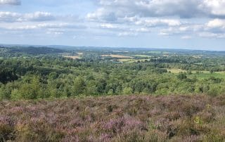 Ashdown Forest and heather