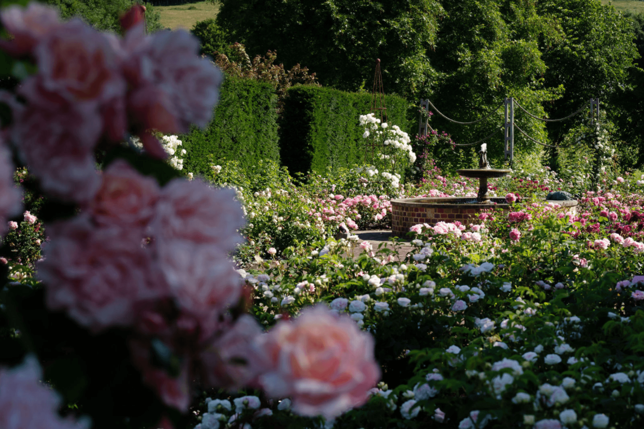 Rose garden with fountain and landscaped flower beds