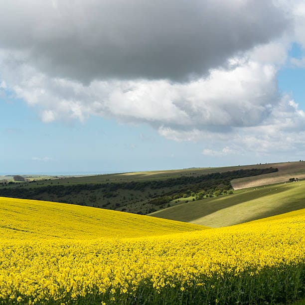 Southdowns Way – yellow flowers 5 Self-Catering Holiday Cottage Accommodation In Sussex