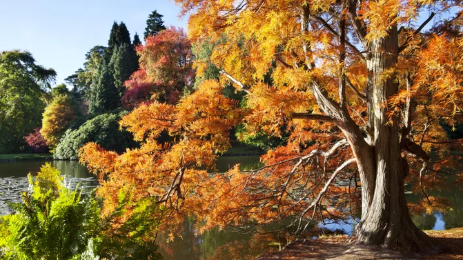 swamp-cypress-in-the-autumn-at-sheffield-park-1040079 Self-Catering Holiday Cottage Accommodation In Sussex