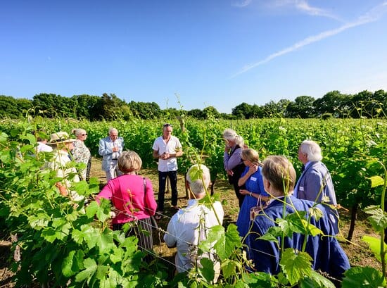 winemakers-tour Self-Catering Holiday Cottage Accommodation In Sussex