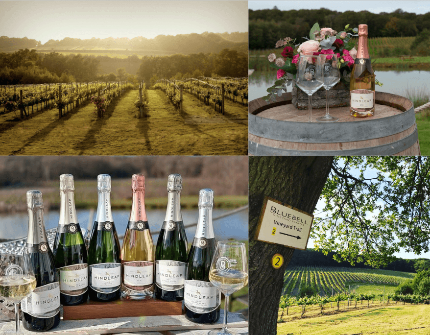 Self-Catering Holiday Cottage Accommodation In Sussex Collage of Bluebell Vineyard showing vineyard rows, sparkling wine bottles and a vineyard trail