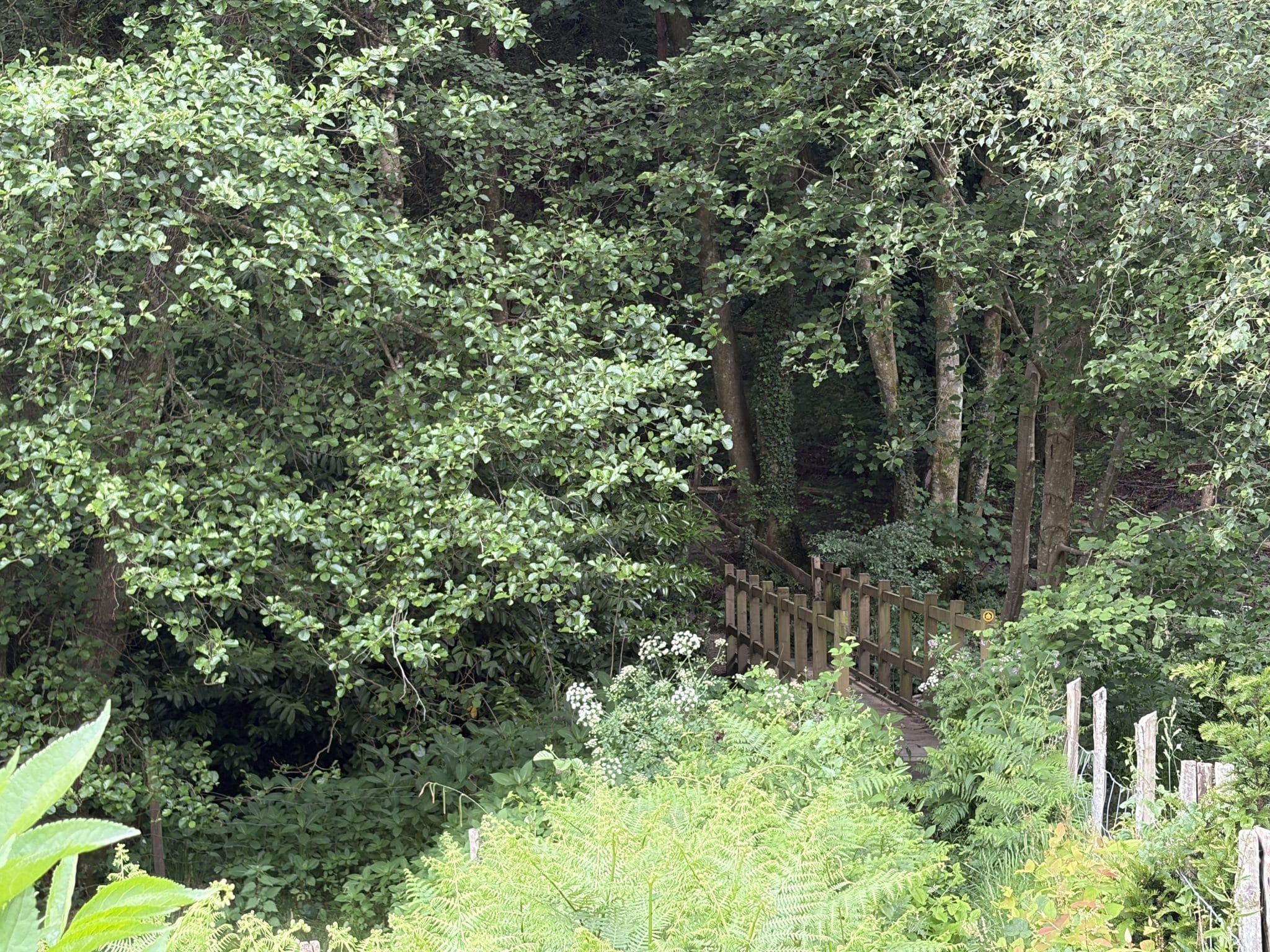 Self-Catering Holiday Cottage Accommodation In Sussex Woodland footpath and wooden bridge near The Nest Danehill