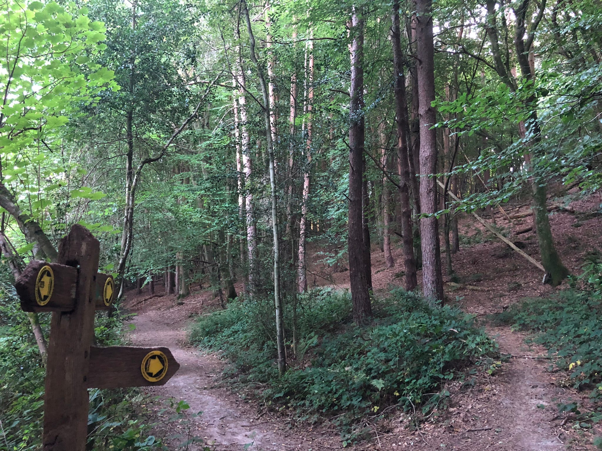 Self-Catering Holiday Cottage Accommodation In Sussex Woodland walking trails through the forest near The Nest Danehill